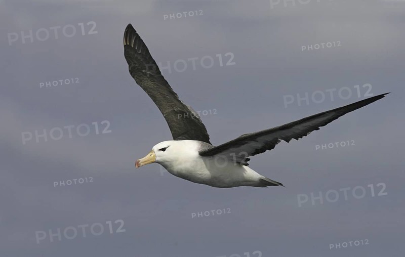 Black-browed Albatross (Thalassarche melanophris) flying, Australia