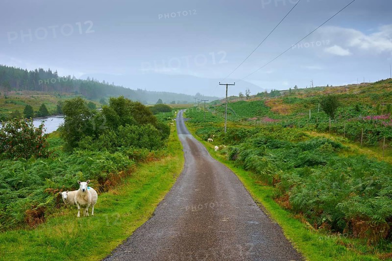 A widening road in a valley surrounded by green nature and sheep, Syre, Kinbrace, Scotland, United Kingdom, Great Britain