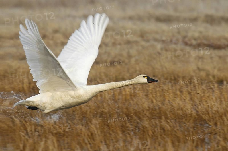 Tundra Swan (Cygnus columbianus) flying, Alaska, USA