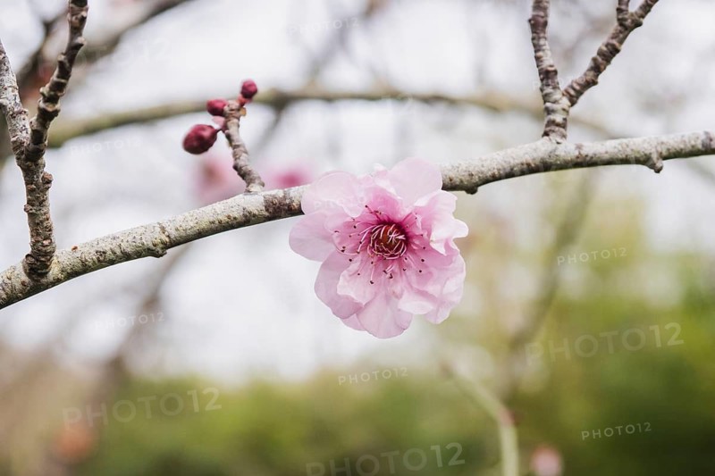 A delicate pink Prunus mume blossom blooms on a branch, surrounded by unopened buds. The blurred background highlights the flower's soft, vibrant colors