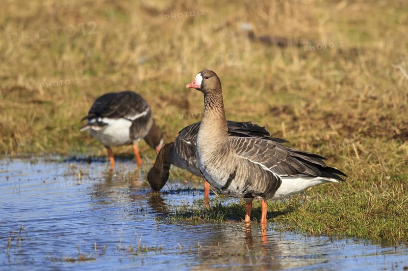 Greater White-fronted Goose (Anser albifrons), North Rhine-Westphalia, Germany
