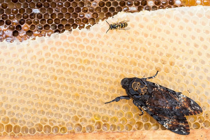 Deaths-head Hawk Moth - Totenkopfschwärmer - Acherontia atropos, Germany, imago