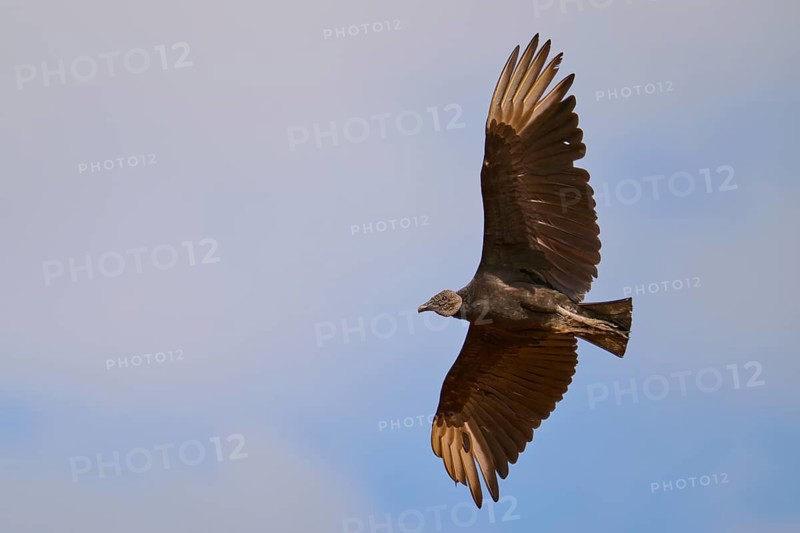 Vulture in flight with wings raised above the sky, Raven Vulture (Coragyps atratus), Pantanal, Mato Grosso, Brazil