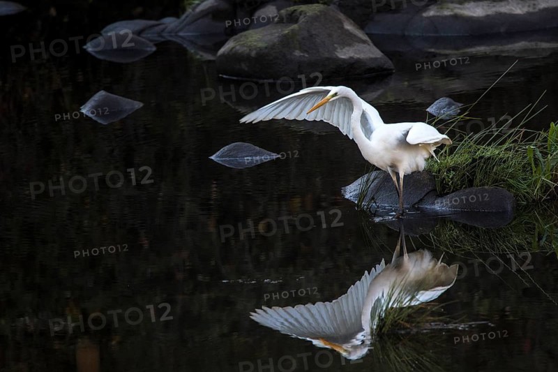 Great Egret (Ardea alba), Andalusia, Spain