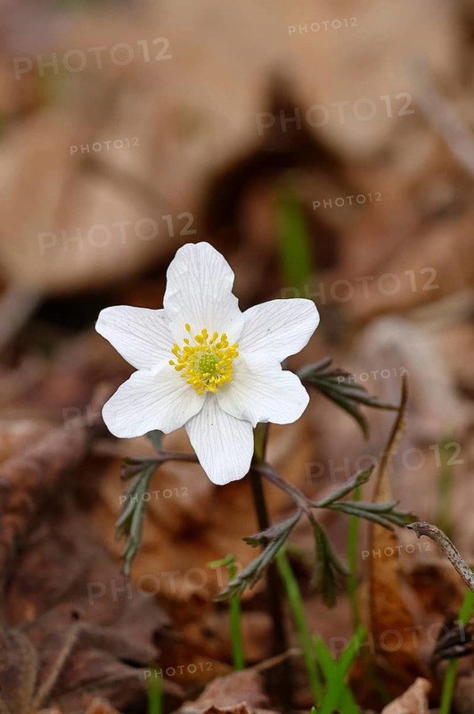 Wood anemone (Anemone nemorosa), flower, close-up, inflorescence, early bloomer, spring, Wilnsdorf, North Rhine-Westphalia, Germany