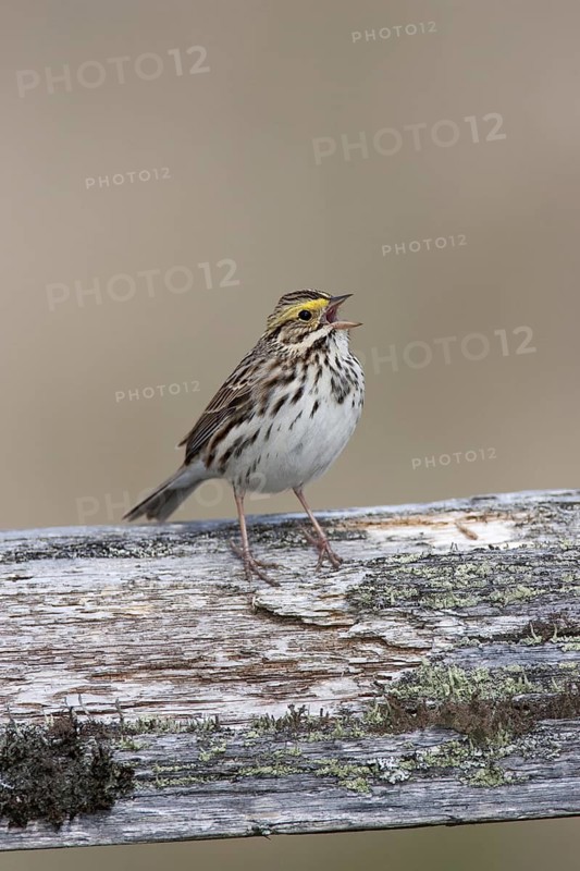 Savannah Sparrow (Passerculus sandwichensis) singing, British Columbia, Canada