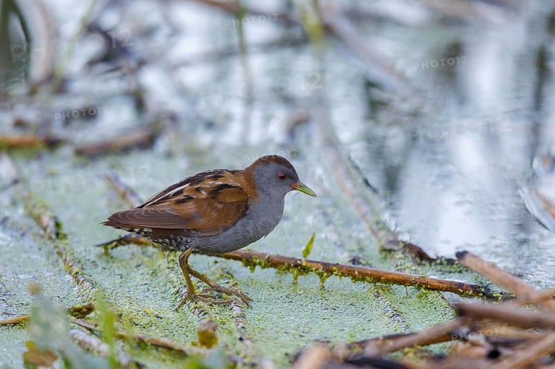 Little Crake (Porzana parva) male, Lesvos, Greece