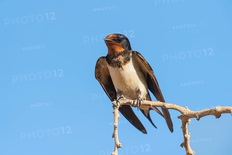 Barn Swallow (Hirundo rustica), Eilat, Israel