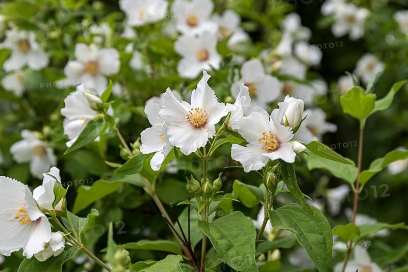 Garden jasmine (Philadelphus 'Belle Etoile'), Trädgarden Föreningen, Sweden