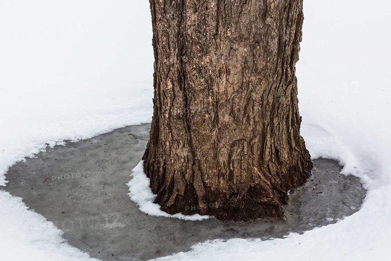 Close-up of deciduous tree trunk encased in small puddle of frozen water and surrounded with layer of winter like snow in early spring, Quebec, Canada