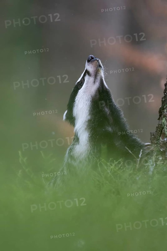 Badger in the snow, Wittlich, Rhineland-Palatinate, Germany