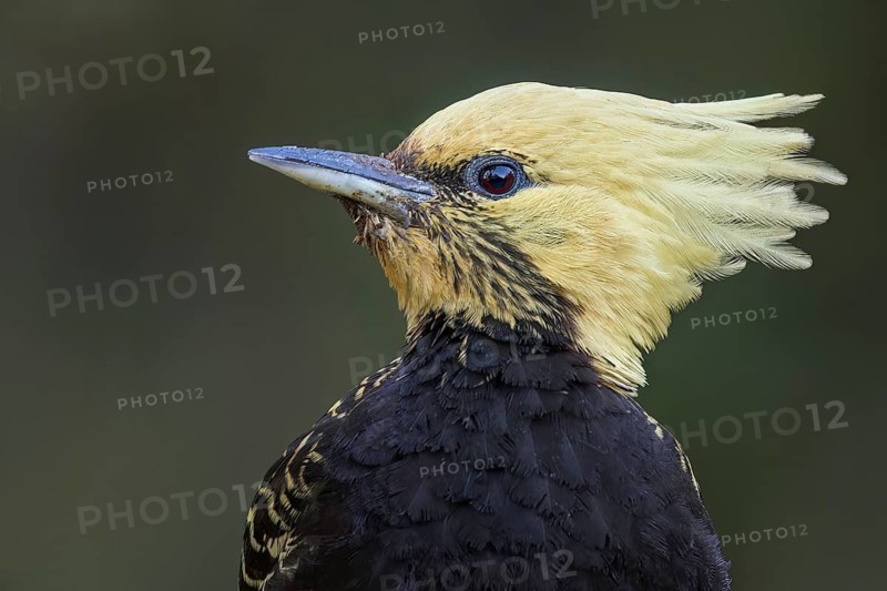 Blond-crested Woodpecker (Celeus flavescens) perched on a branch in the Atlantic Rainforest of Brazil