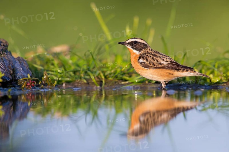 Braunkehlchen, Whinchat, Saxicola rubetra, Tarier des prés, Traquet tarier, Tarabilla Norteña