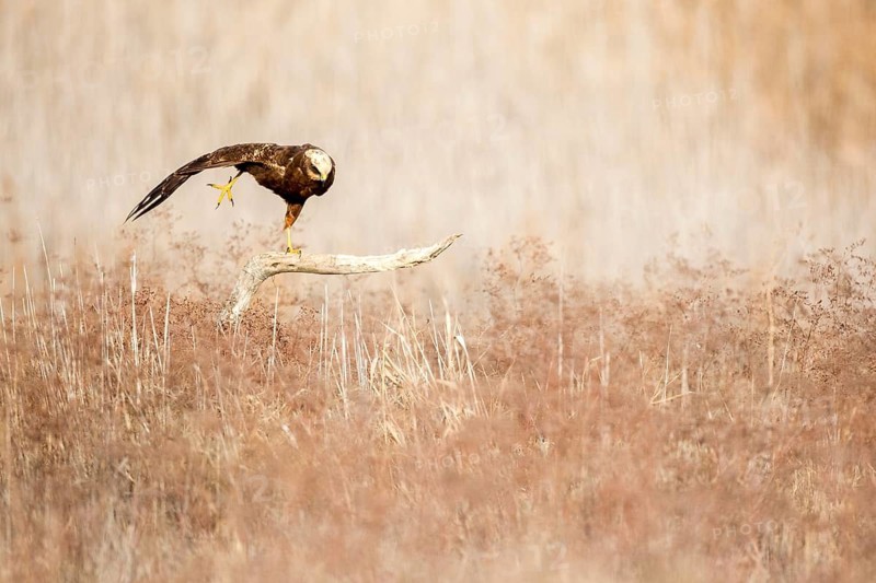 Western Marsh Harrier (Circus aeruginosus) female, Castile-La Mancha, Spain