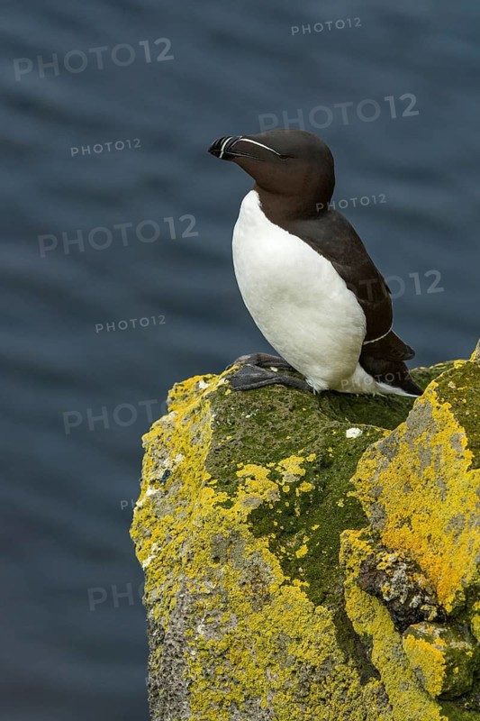 Razorbill (Alca torda islandica) perched on cliff, Iceland