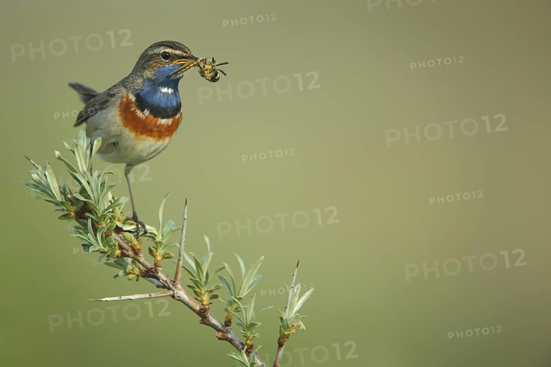 Male White-starred Bluethroat (Luscinia svecica cyanecula) with food in beak on sea buckthorn branch, Mokbaai, De Hors, Nationaal Park Duinen, Texel, North Holland, Netherlands