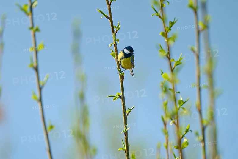 Great tit climbing on a thin branch in spring under a clear sky, Great tit (Parus major), spring, bird island, Altmühlsee, Muhr am See, Gunzenhausen, Franconian Lake District, Bavaria, Germany