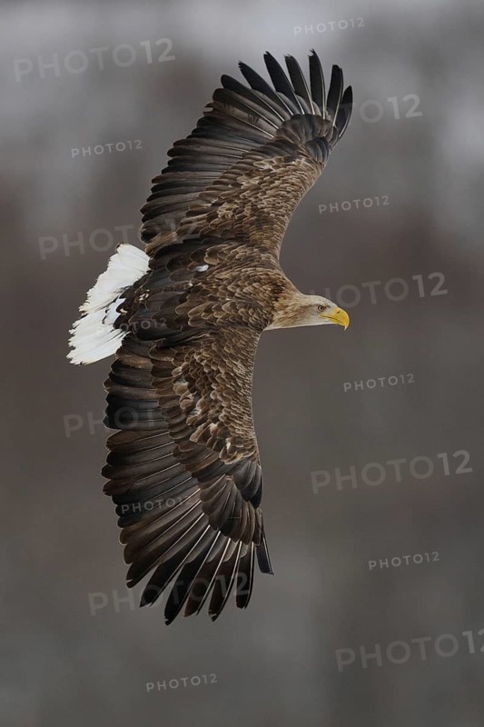 White-tailed Eagle (Haliaeetus albicilla) flying, Hokkaido, Japan