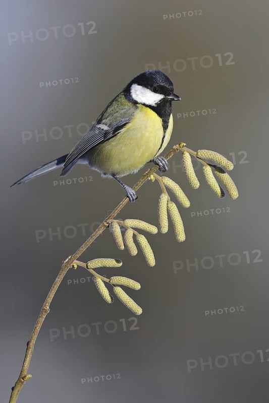Great Tit (Parus major), Lower Saxony, Germany