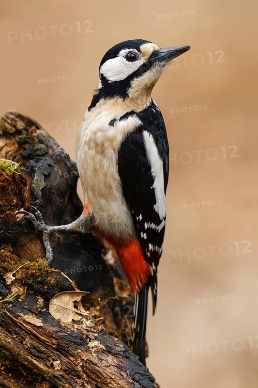Great Spotted Woodpecker (Dendrocopos major), Asturias, Spain