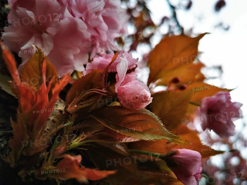 Macro shot of pink flowers (cerasus) and orange-coloured leaves that give a feeling of spring, Berlin