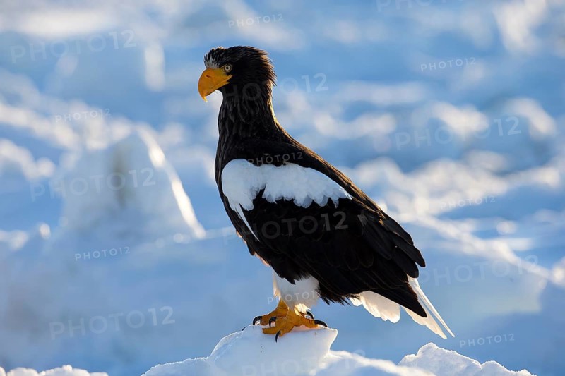 Steller's Sea Eagle (Haliaeetus pelagicus) on snow, Hokkaido, Japan