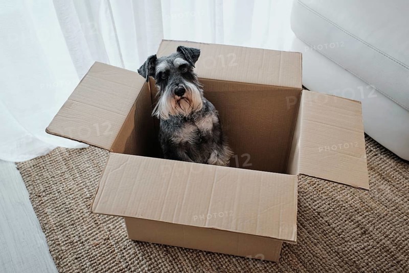 Miniature schnauzer sitting in open cardboard box in living room, concept of moving house with pets. The scene is perfect for domestic pet themes
