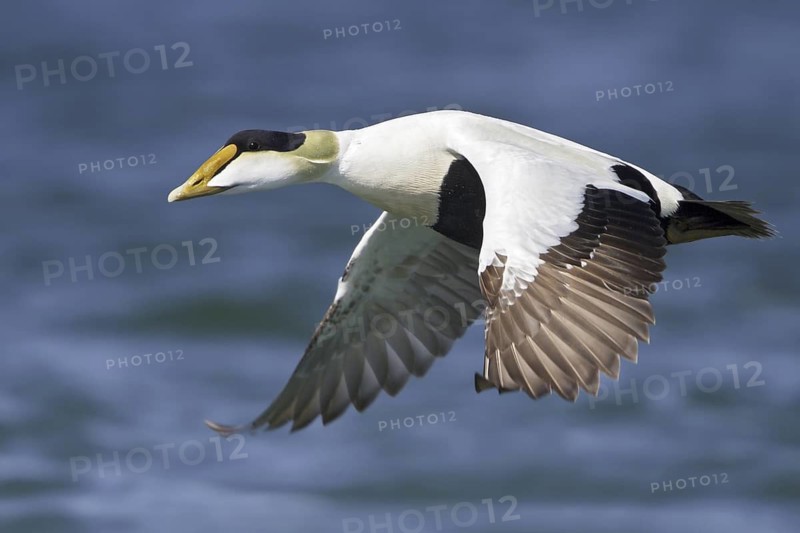 Common Eider (Somateria mollissima) male flying, Manitoba, Canada