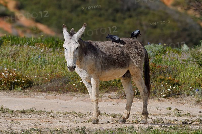 Domestic donkey (Equus asinus asinus) with jackdaws (Corvus monedula, Coloeus monedula) on its back, Algarve, Portugal