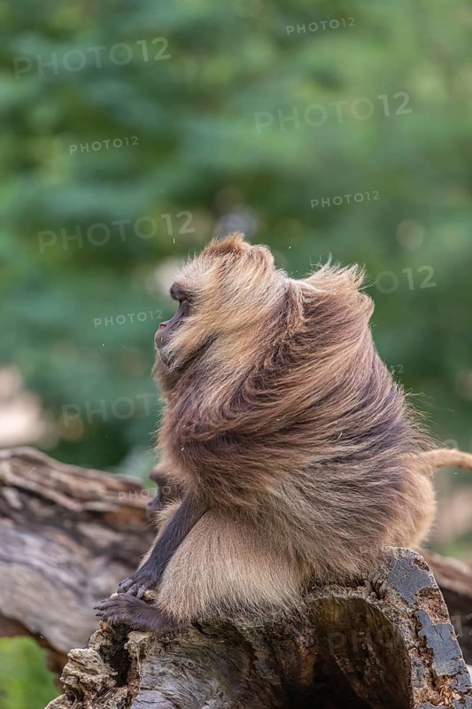 Portrait of an adult male Gelada (Theropithecus gelada), or bleeding-heart monkey, resting on a log. Shaking his mane