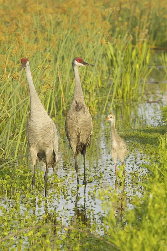 Sandhill Crane (Antigone canadensis) pair with chick, Florida, USA