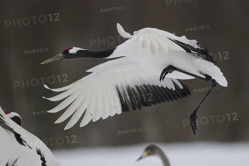 Red-crowned Crane (Grus japonensis) flying, Hokkaido, Japan