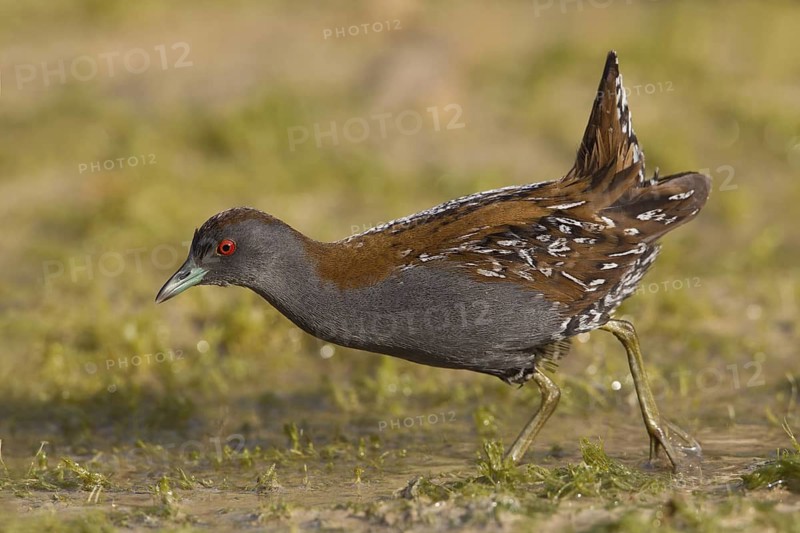 Baillon's Crake (Porzana pusilla pusilla), Paphos, Cyprus