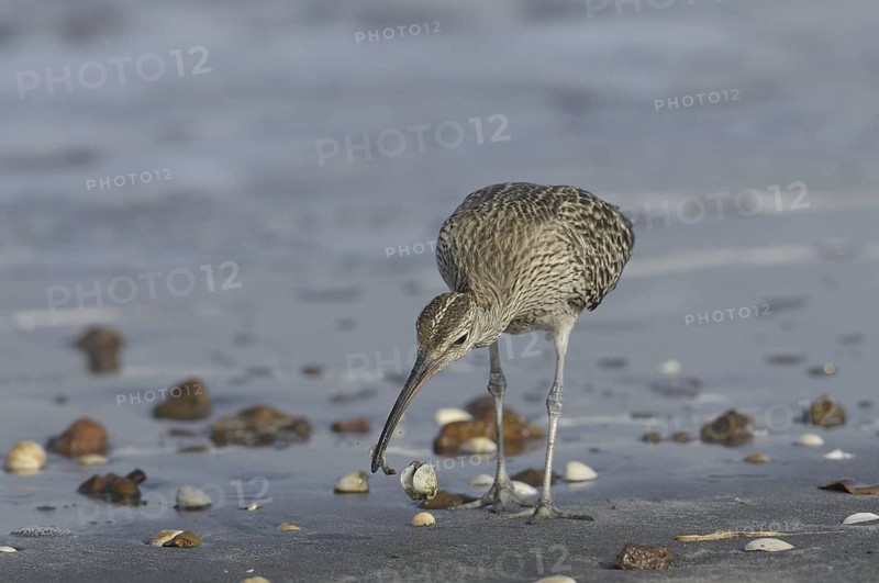 Whimbrel (Numenius phaeopus) foraging, Gambia