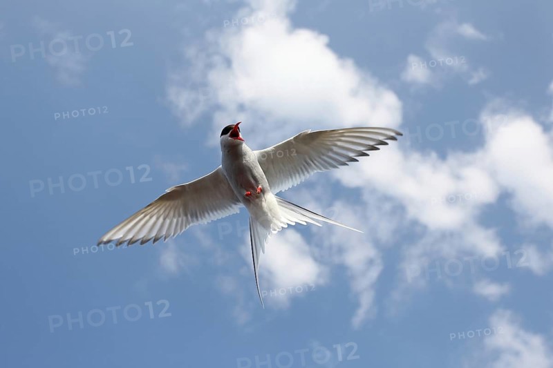 Arctic Arctic Tern (Sterna paradisaea) flying in the blue sky, Lapland, Norway