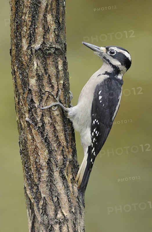 Hairy Woodpecker (Leuconotopicus villosus) female, British Columbia, Canada
