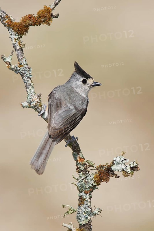 Black-crested Titmouse (Baeolophus atricristatus), Texas, USA
