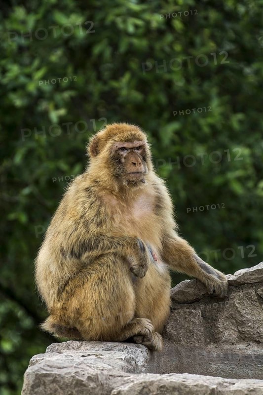 Barbary macaque (Macaca sylvanus), Barbary ape, magot monkey species native to Northern Africa and Gibraltar