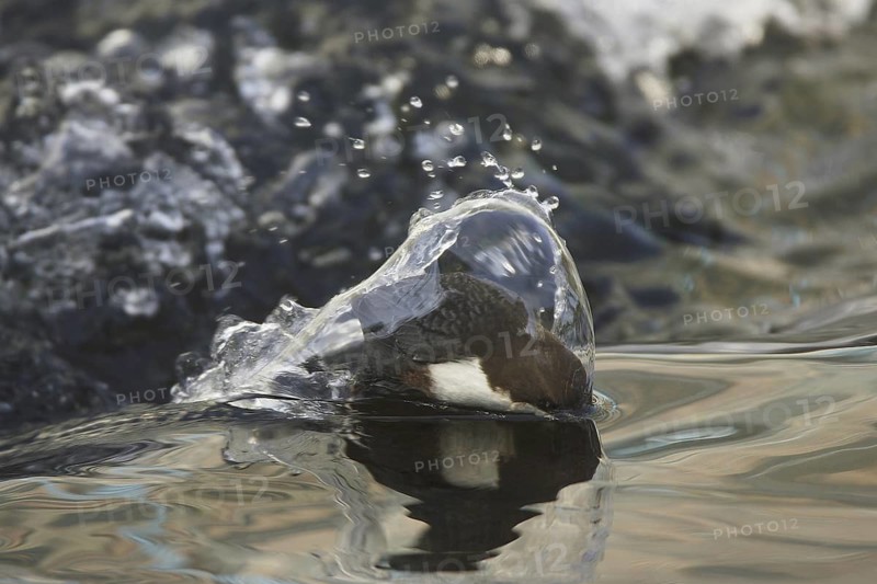 White-throated Dipper (Cinclus cinclus) juvenile, Germany