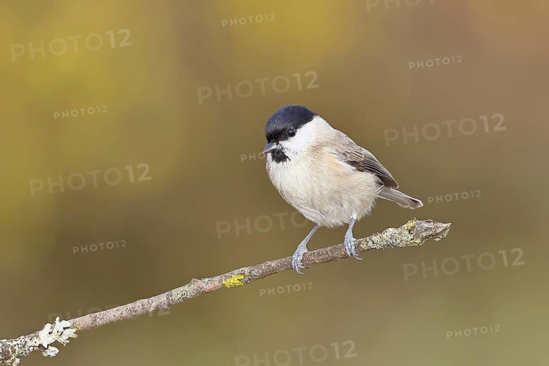 Marsh tit (Parus palustris) sitting on a branch, Wilnsdorf, North Rhine-Westphalia, Germany