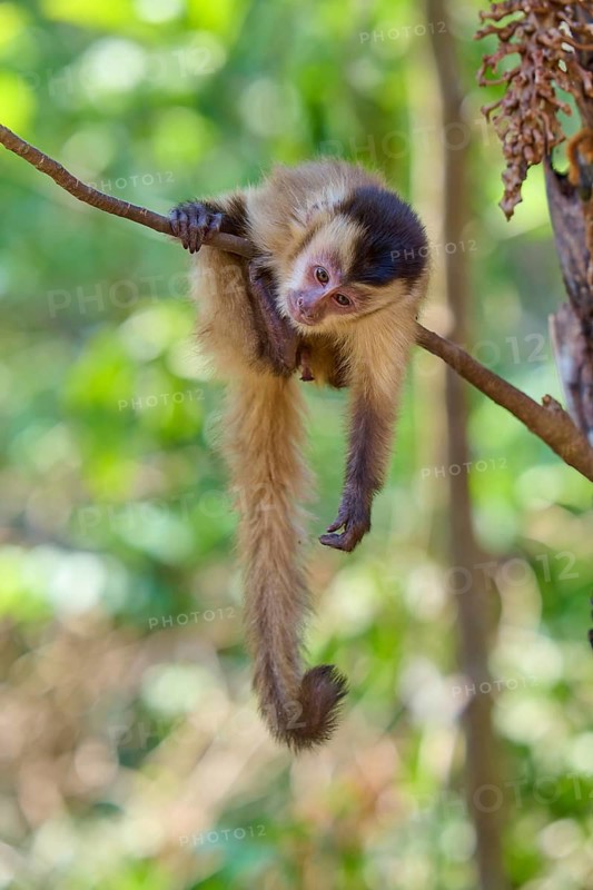 A capuchin monkey sits relaxed on a branch in the green jungle and looks down, capuchin monkey (Sapajus apella), Pantanal, Mato Grosso, Brazil