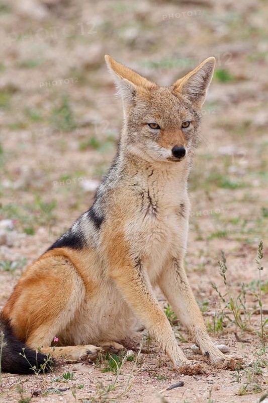 Black-backed jackal (Lupulella mesomelas), adult animal, sitting in the grassland, alert, animal portrait, Kgalagadi Transfrontier Park, Northern Cape, South Africa