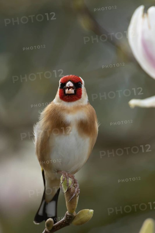 European goldfinch (Carduelis carduelis) adult bird singing in a garden Magnolia tree in the springtime, England, United Kingdom