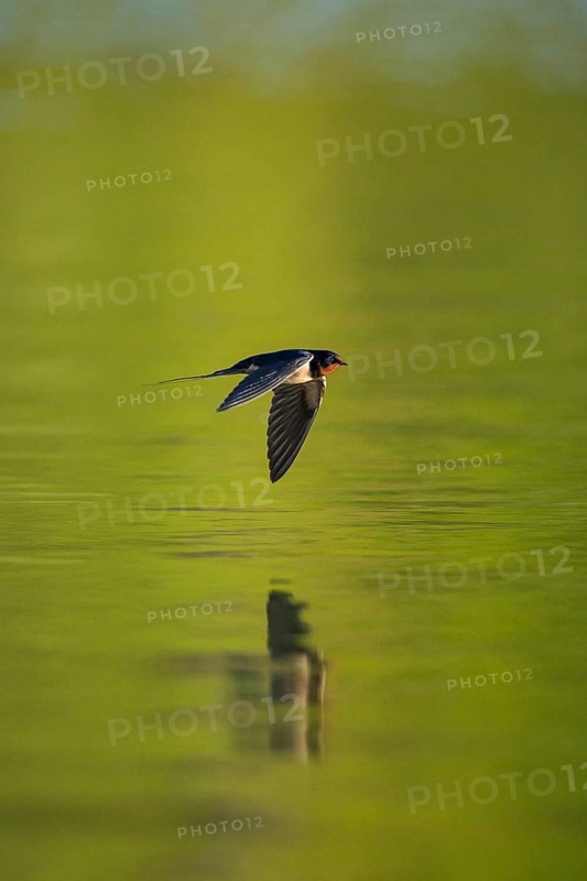 Barn Swallow (Hirundo rustica) flying over water, Baden-Wuerttemberg, Germany