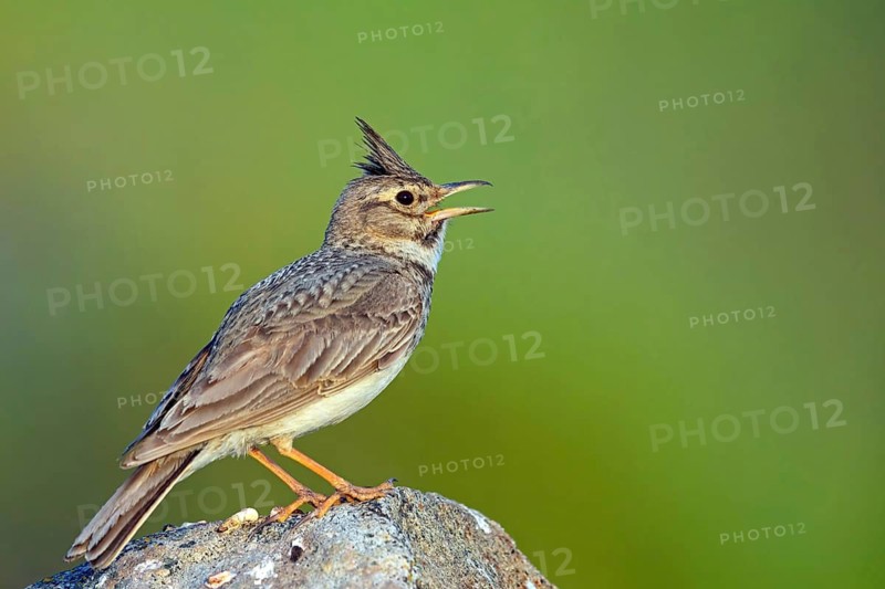 Crested Lark, (Galerida cristata), animals, birds, songbirds, perching, lark family, Lesvos, Greece