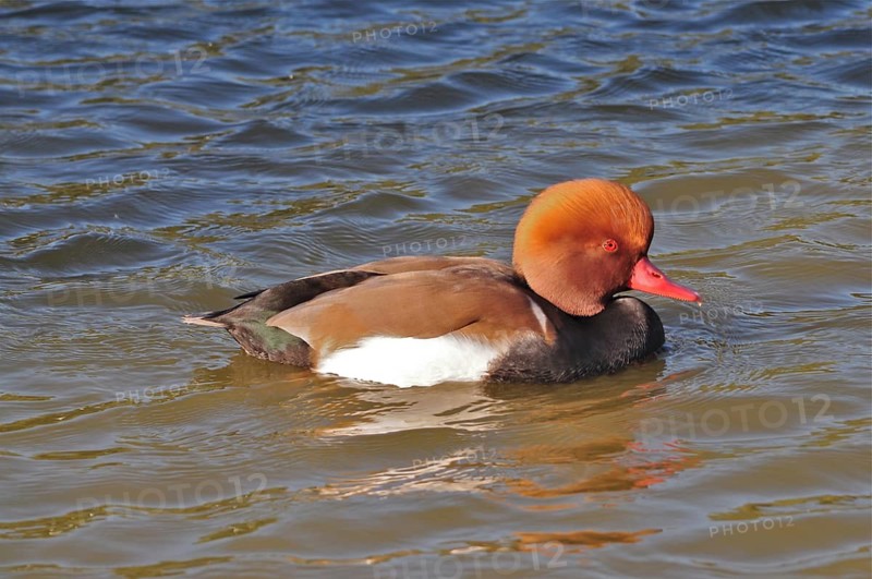Red-crested pochard (Netta rufina)