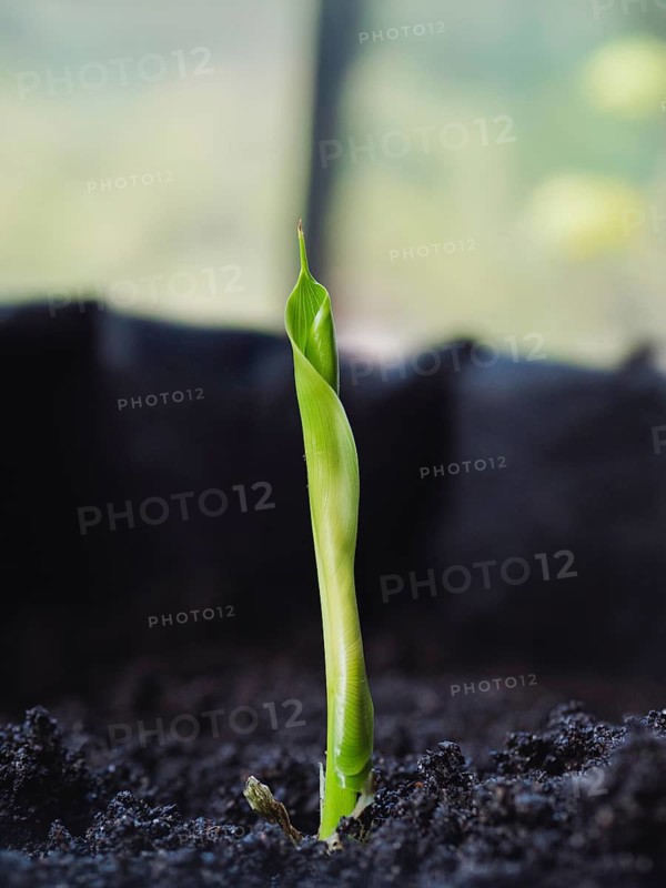 A delicate seedling sprouts from dark fertile soil, symbolizing growth and nature's resilience
