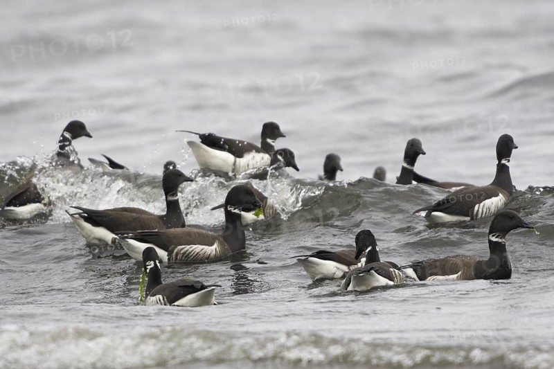 Brant Goose (Branta bernicla), British Columbia, Canada