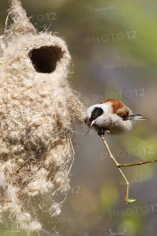 Eurasian Penduline Tit (Remiz pendulinus) male, Brandenburg, Germany