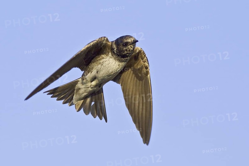 Purple Martin (Progne subis) flying, British Columbia, Canada